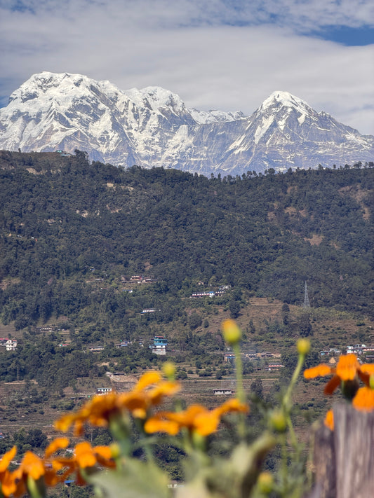 The Inner Harvest: How Gratitude Nourishes the Body, Mind & Immunity
