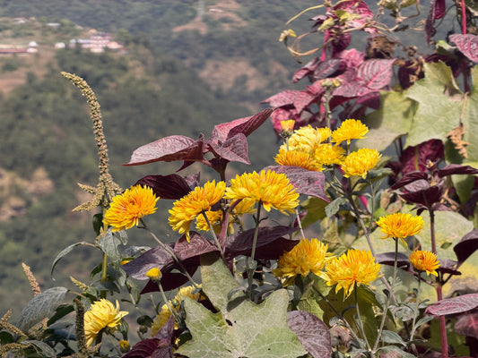 The Curing Chrysanthemum: Ayurveda’s Quiet Flower of Cooling, Clarity & Calm