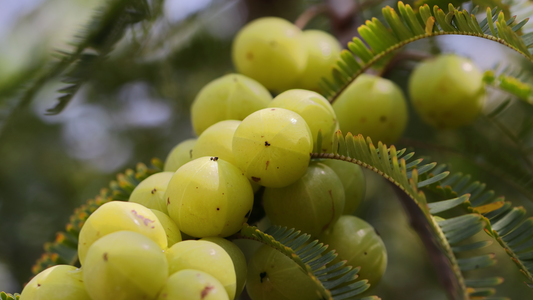 Amla for Hair: Discover Its Amazing Benefits