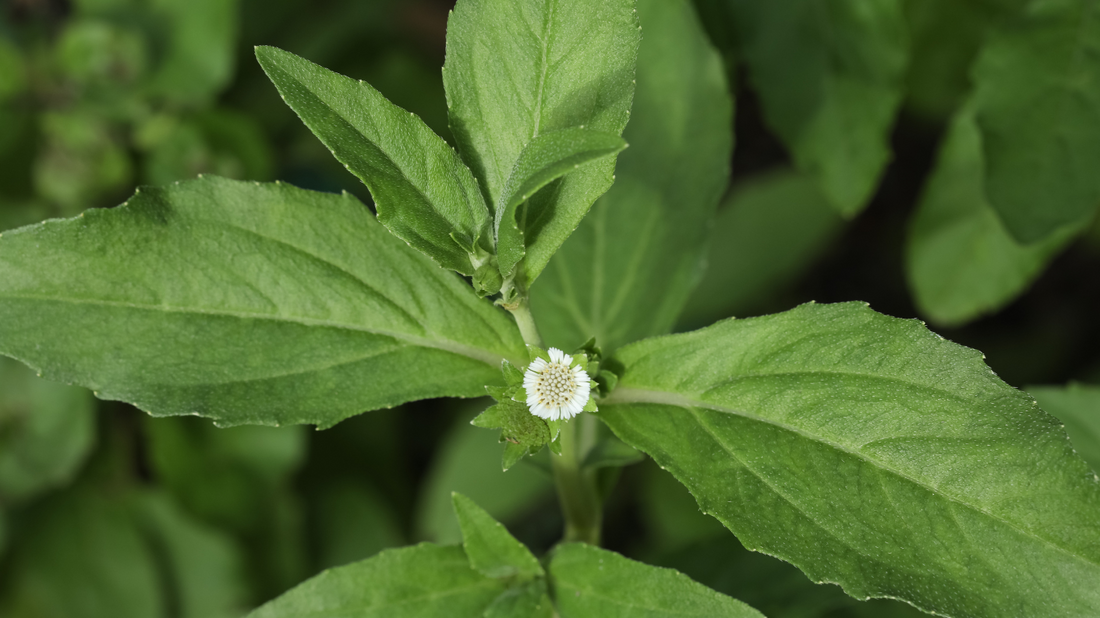 Bhringraj in Ayurveda: The Secret to Healthy Hair