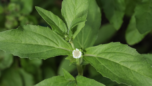 Bhringraj in Ayurveda: The Secret to Healthy Hair