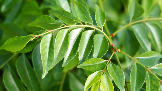 Curry Leaves for Hair: The Ayurvedic Secret to Strong & Lustrous Locks