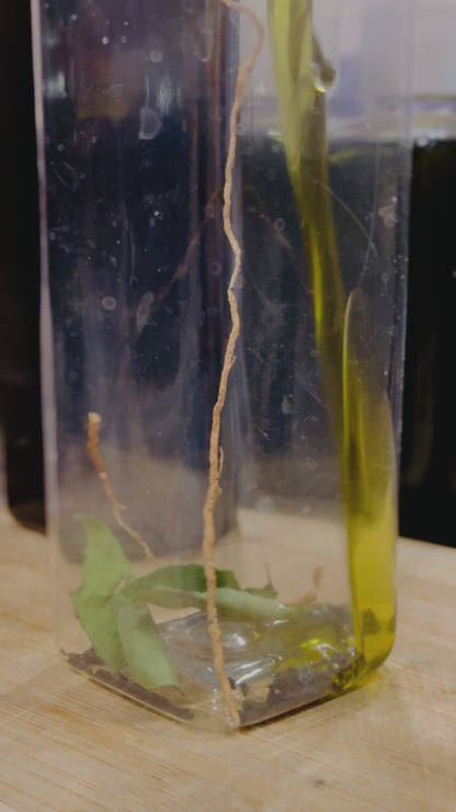 Amla & Curry Hair Oil